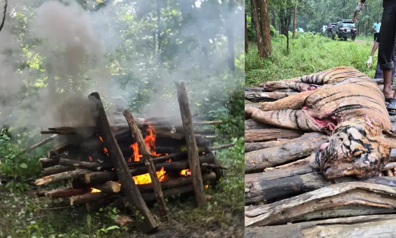 Shocking: Two tigers died in two days in the Tiger Reserve of Maharashtra