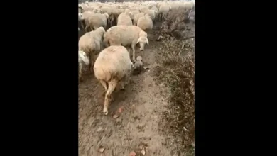 Viral Video: The puppy started walking among the flock of sheep, seeing what the sheep did...