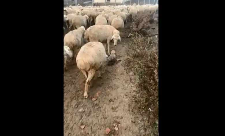 Viral Video: The puppy started walking among the flock of sheep, seeing what the sheep did...