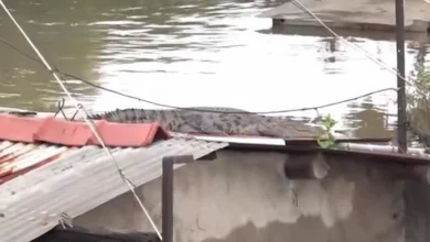 Vadodara flood 75 animals rescued including crocodiles