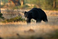 Be careful: Bears have increased again around Ambaji's temple