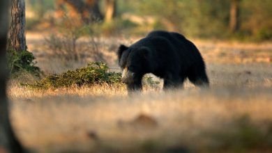 Be careful: Bears have increased again around Ambaji's temple