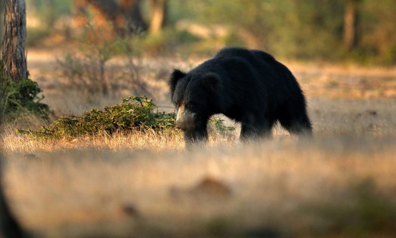 Be careful: Bears have increased again around Ambaji's temple