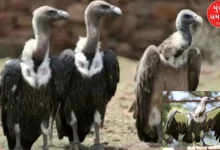 World Vulture Day: Number of white vultures in Gujarat is 458, highest in Surendranagar district