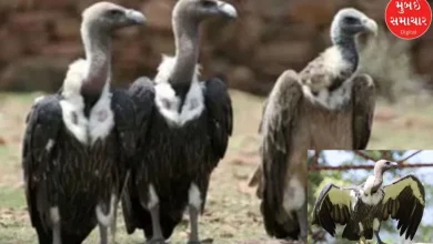 World Vulture Day: Number of white vultures in Gujarat is 458, highest in Surendranagar district