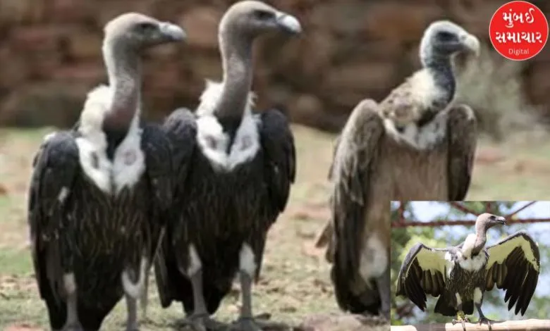 World Vulture Day: Number of white vultures in Gujarat is 458, highest in Surendranagar district