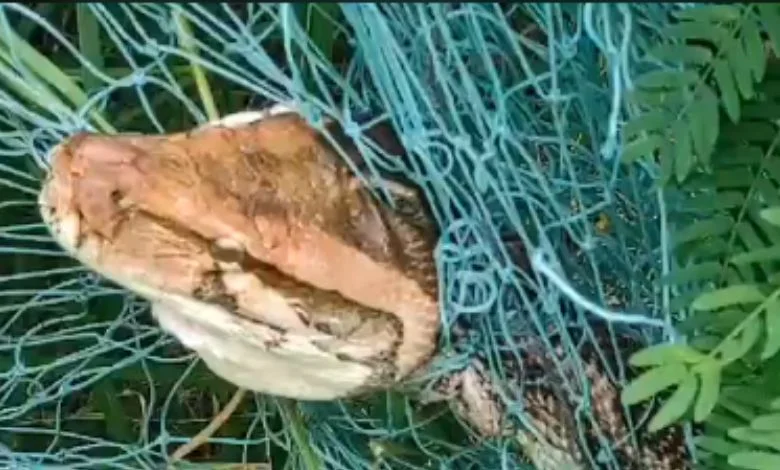 Rajasthan rescued Python trapped in the net