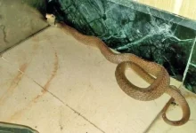 Three Foot Long Cobra Rescued From Mulund