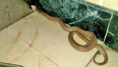 Three Foot Long Cobra Rescued From Mulund