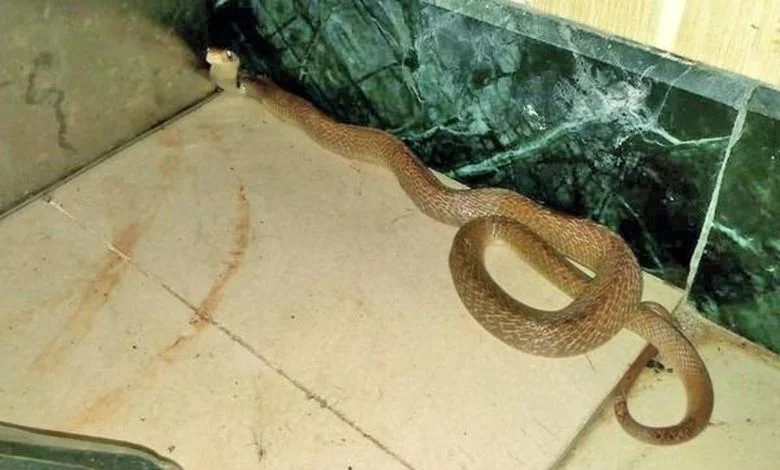 Three Foot Long Cobra Rescued From Mulund