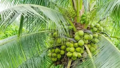 An increase of 4900 hectares in coconut plantation area in Gujarat in a decade