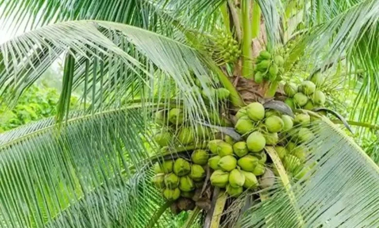 An increase of 4900 hectares in coconut plantation area in Gujarat in a decade