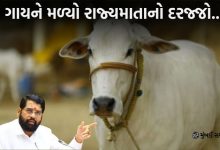 Maharashtra Govt. issue order declaring cow Rajyamata