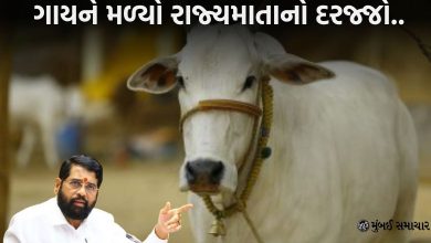 Maharashtra Govt. issue order declaring cow Rajyamata