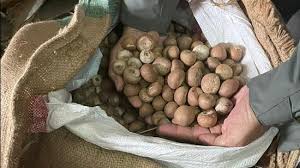 Betel nut smuggling worth crores: One arrested