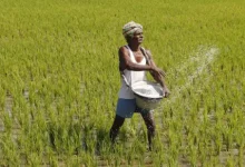 Unseasonal rain in Dang farmers worried