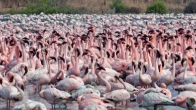 CIDCO to replace LED lights to protect flamingos...