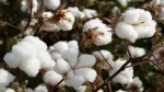 flooded cotton fields in gujarat due to heavy rains