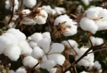 flooded cotton fields in gujarat due to heavy rains