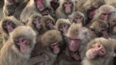 18 to 19 monkeys were shot dead in a village of Bemetra district of Chhattisgarh.