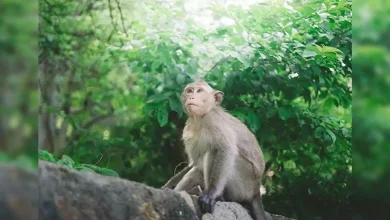 Naradhamo, better than you animals, this is how monkeys saved a six-year-old girl from being molested