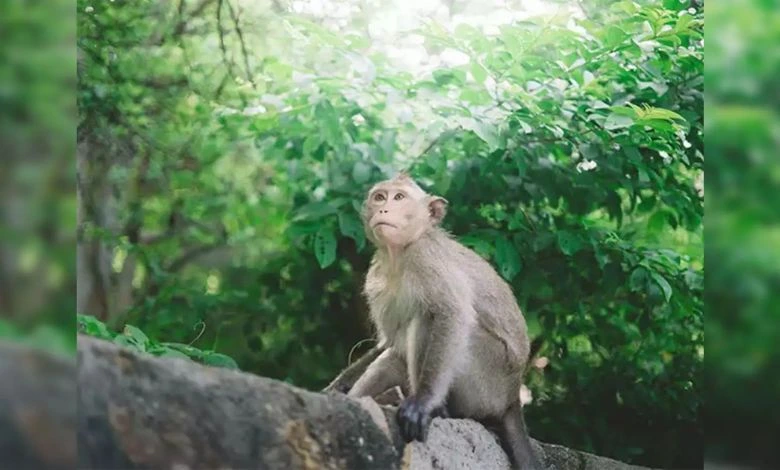 Naradhamo, better than you animals, this is how monkeys saved a six-year-old girl from being molested