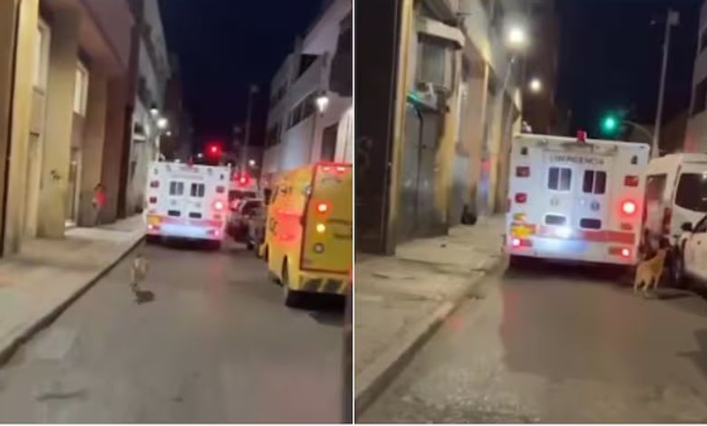 A pet dog ran after an ambulance carrying its owner and what happened next…