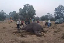 On the day of Diwali itself, news: Eight elephants died in Madhya Pradesh's Bandhavgarh