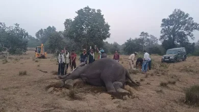 On the day of Diwali itself, news: Eight elephants died in Madhya Pradesh's Bandhavgarh