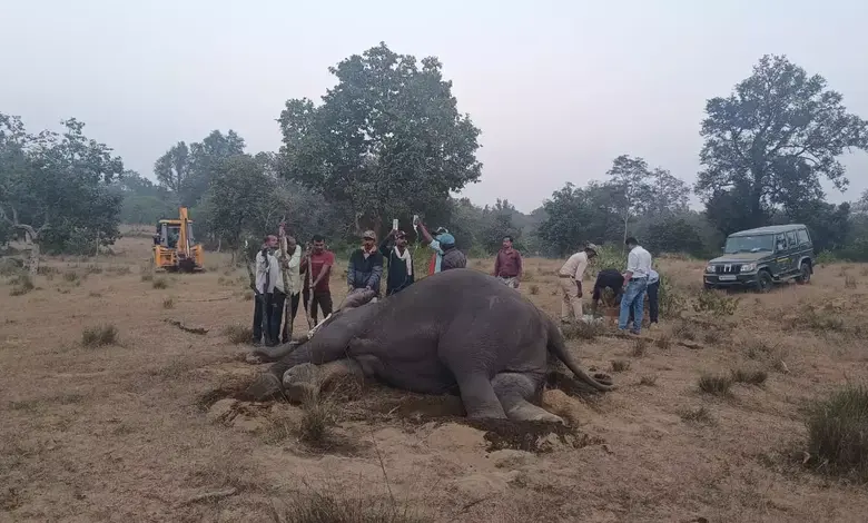 On the day of Diwali itself, news: Eight elephants died in Madhya Pradesh's Bandhavgarh