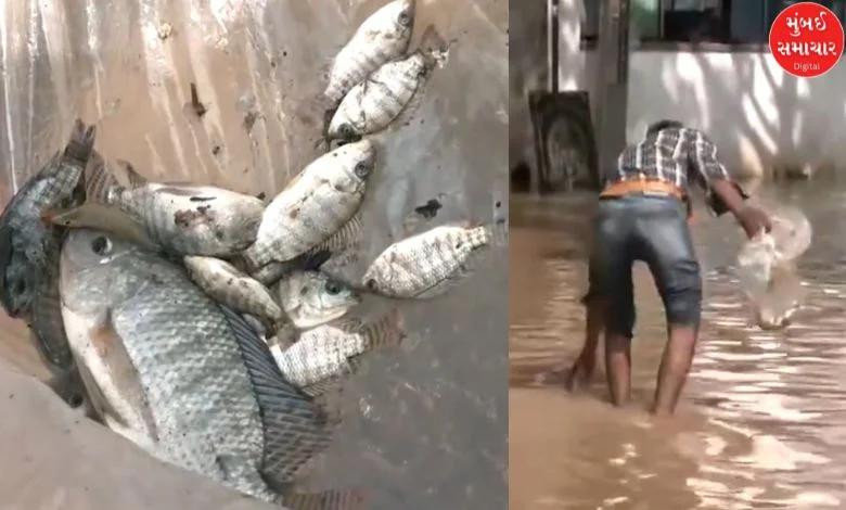 In Bengaluru, people started fishing as fishes came in rain water, watch video