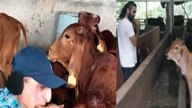 Healing of cows with the sound of a flute