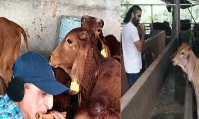 Healing of cows with the dependable  of a flute