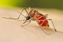 Dengue cases rise in Ahmedabad, health system takes action