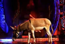 Donkey's entry in Bigg Boss-18