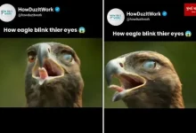 Eagle winking video