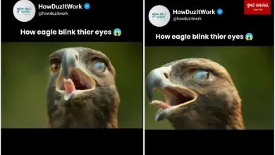 Eagle winking video