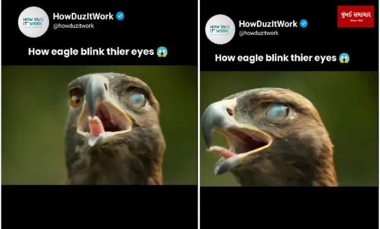 Eagle winking video