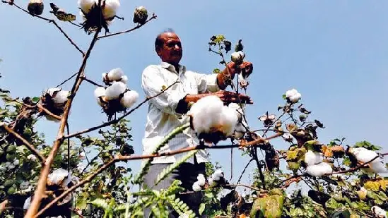 Estimated 7 percent decline in cotton production worries market, impact on prices?