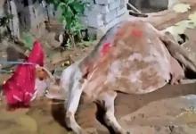 Negligence after fair planning: Five cows die after eating fair waste