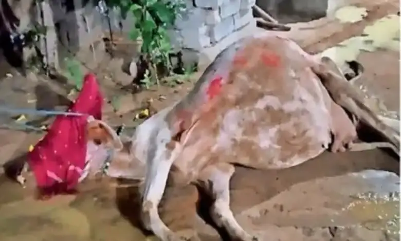 Negligence after fair planning: Five cows die after eating fair waste