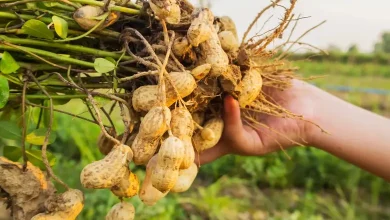 Groundnut production in Gujarat in 2024