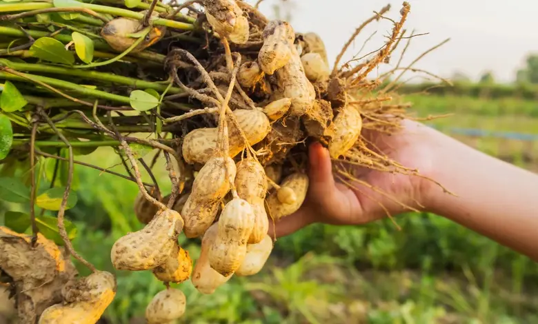 Groundnut production in Gujarat in 2024