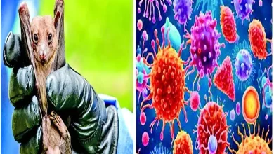 Health Express: Let's learn about a new virus in the world