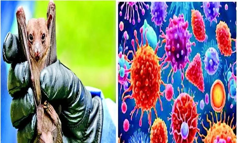 Health Express: Let's learn about a new virus in the world