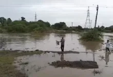 Incessant rains wreak havoc in Amreli: Heavy damage to crops including groundnut, cotton