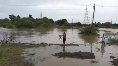 Incessant rains wreak havoc in Amreli: Heavy damage to crops including groundnut, cotton