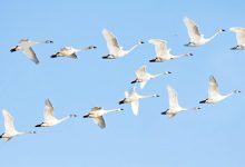 Does a flying bird count? Yes, this figure has been found for bird populations in Hohi and Gujarat