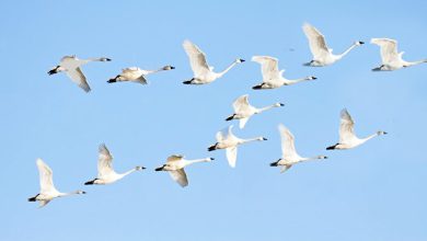 Does a flying bird count? Yes, this figure has been found for bird populations in Hohi and Gujarat