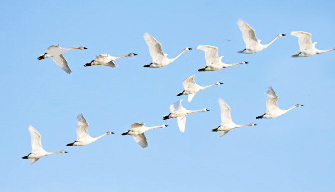 Does a flying bird count? Yes, this figure has been found for bird populations in Hohi and Gujarat